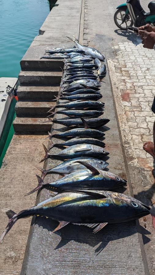 Dhoani Maldives Guesthouse Kendhoo Dış mekan fotoğraf